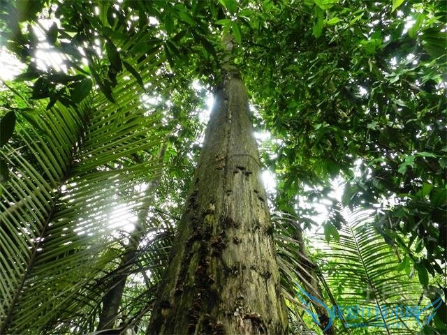 沉香树怎样结香