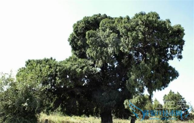 沉香树怎样结香