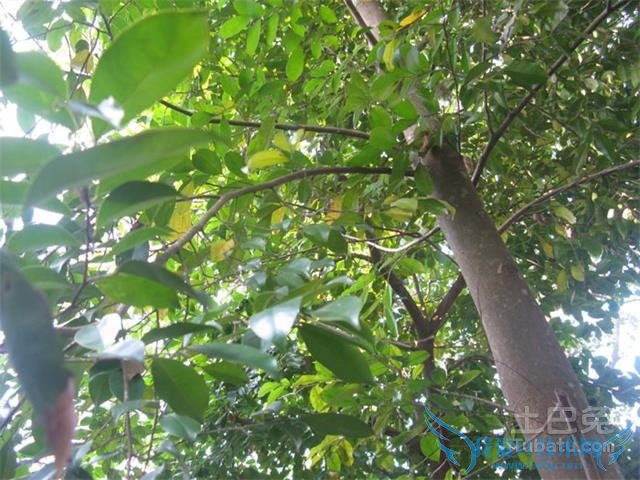 沉香树怎样结香