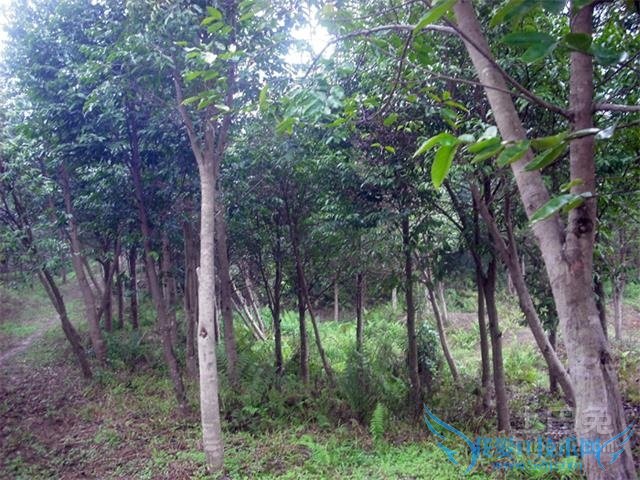 沉香树怎样结香