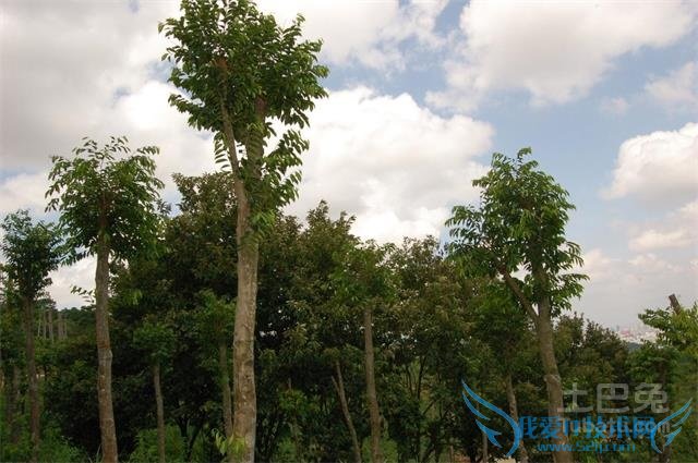 沉香树怎样结香