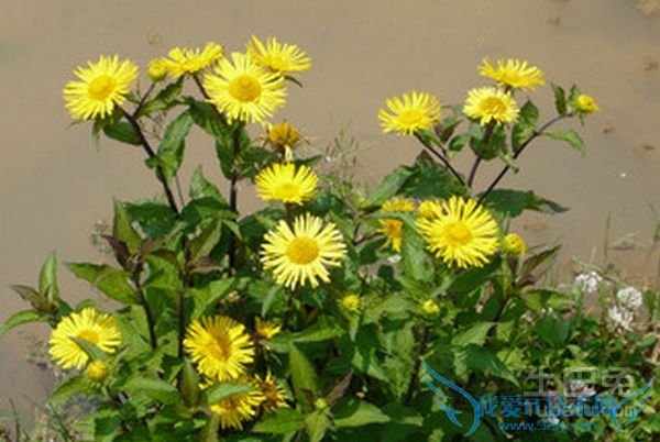 旋覆花与凌霄花的区别