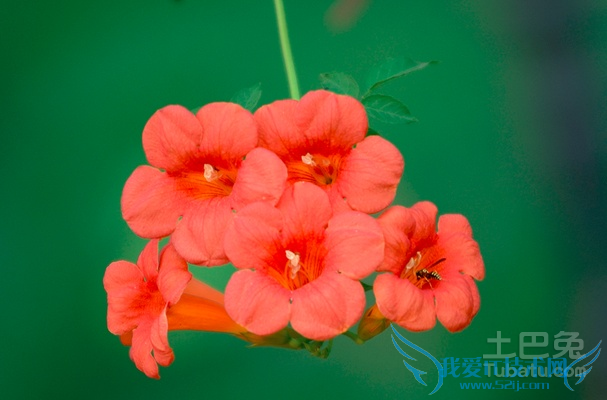 旋覆花与凌霄花的区别