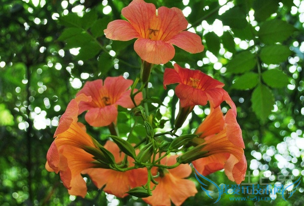 旋覆花与凌霄花的区别