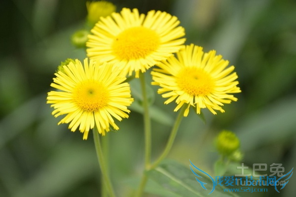 旋覆花与凌霄花的区别