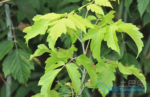 金叶复叶槭图片