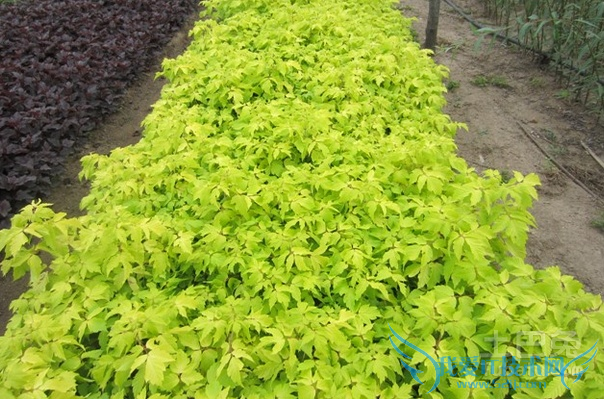 金叶复叶槭图片