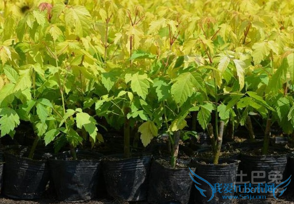 金叶复叶槭图片