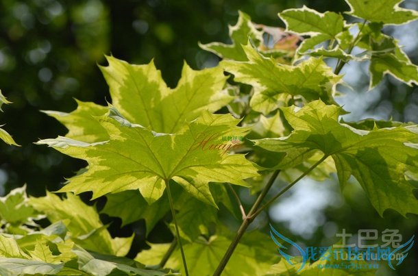 金叶复叶槭图片
