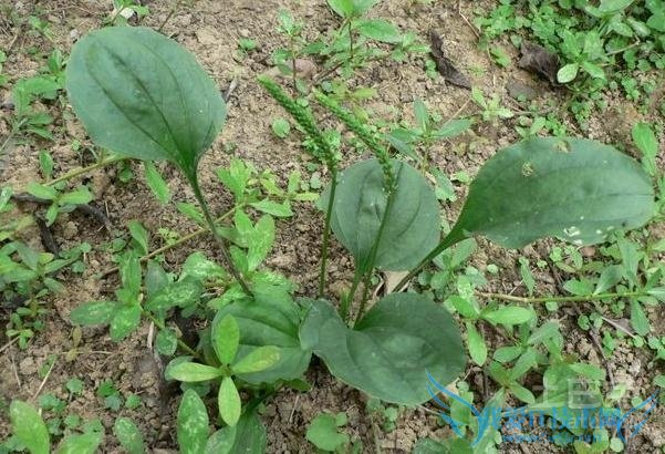 草籽的功效 草籽的功效