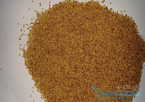 草籽的功效 草籽的功效