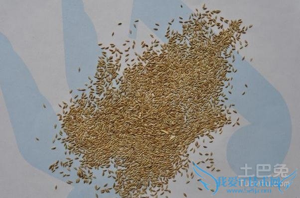 草籽的功效 草籽的功效