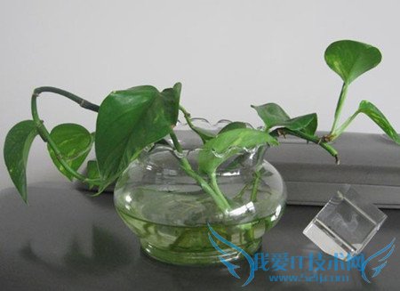 绿萝叶子发黄的原因及解决方法