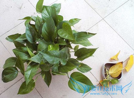 绿萝叶子发黄的原因及解决方法