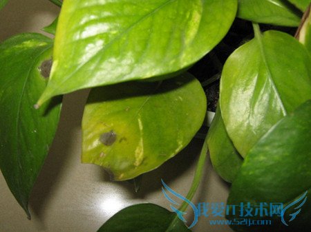 绿萝叶子发黄的原因及解决方法