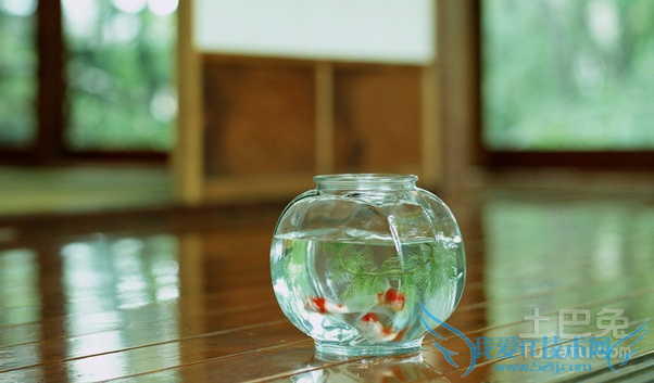 金鱼缸法则