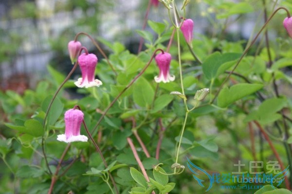 威灵仙种植 威灵仙种植