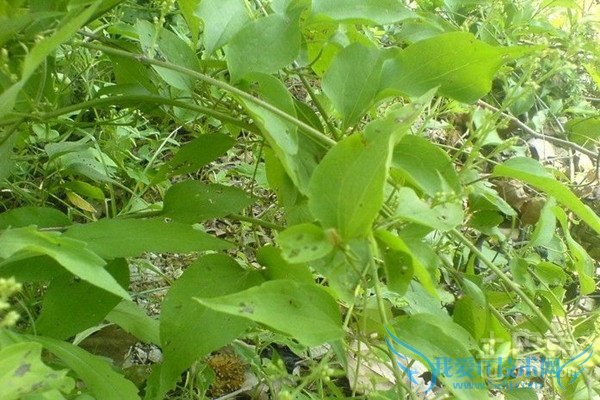 威灵仙种植 威灵仙种植