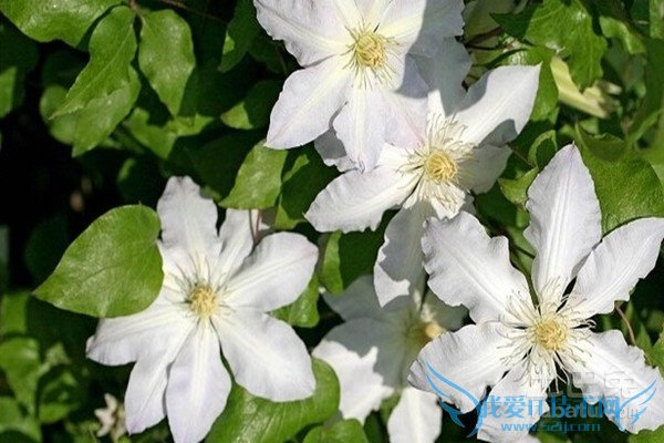 威灵仙种植 威灵仙种植