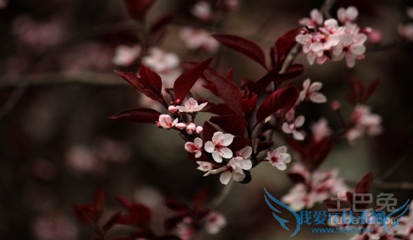 紫叶矮樱种植技术