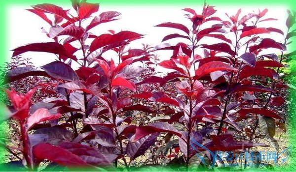 紫叶矮樱种植技术