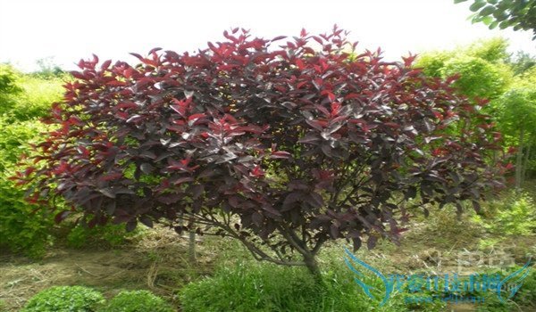 紫叶矮樱种植技术