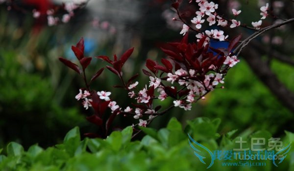 紫叶矮樱种植技术