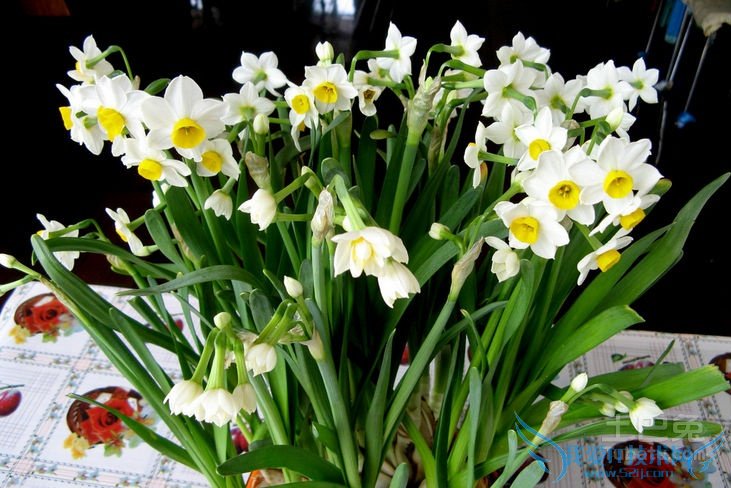 水仙花的特点 水仙花的特点