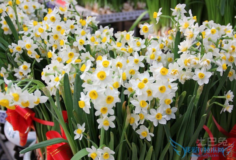 水仙花的特点 水仙花的特点