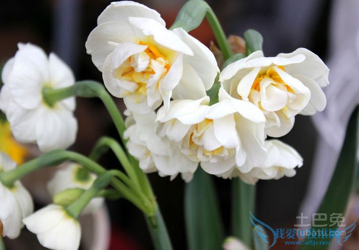 水仙花的特点 水仙花的特点