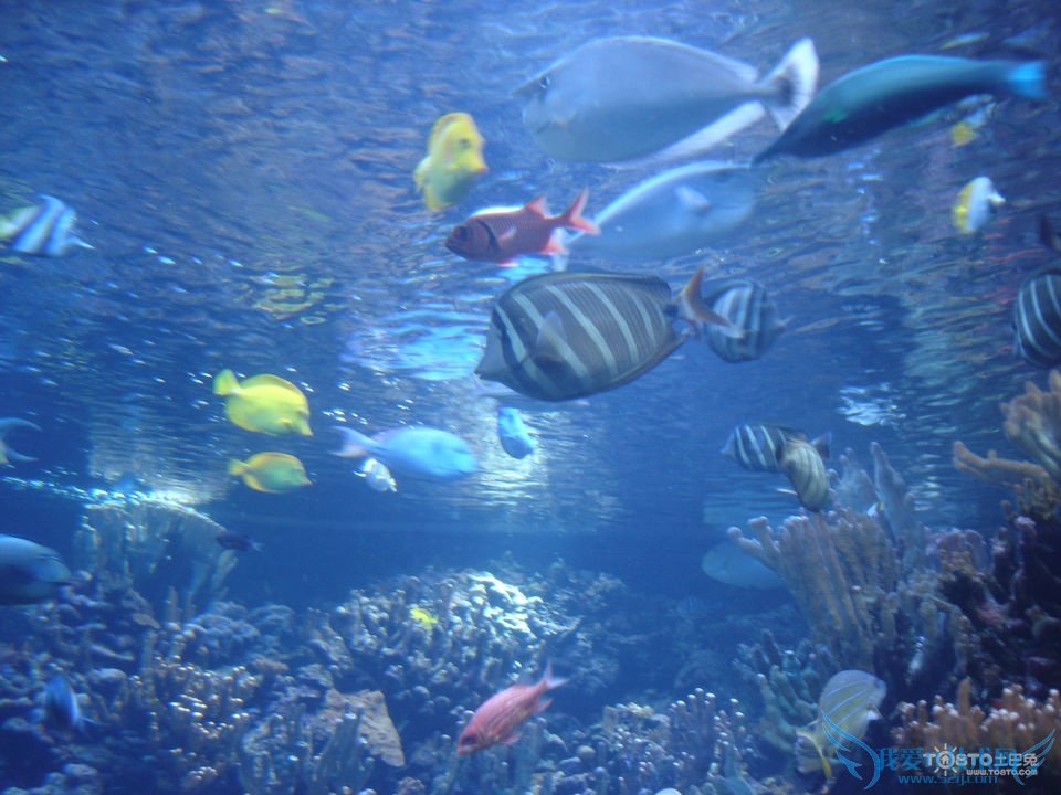 热带鱼种类