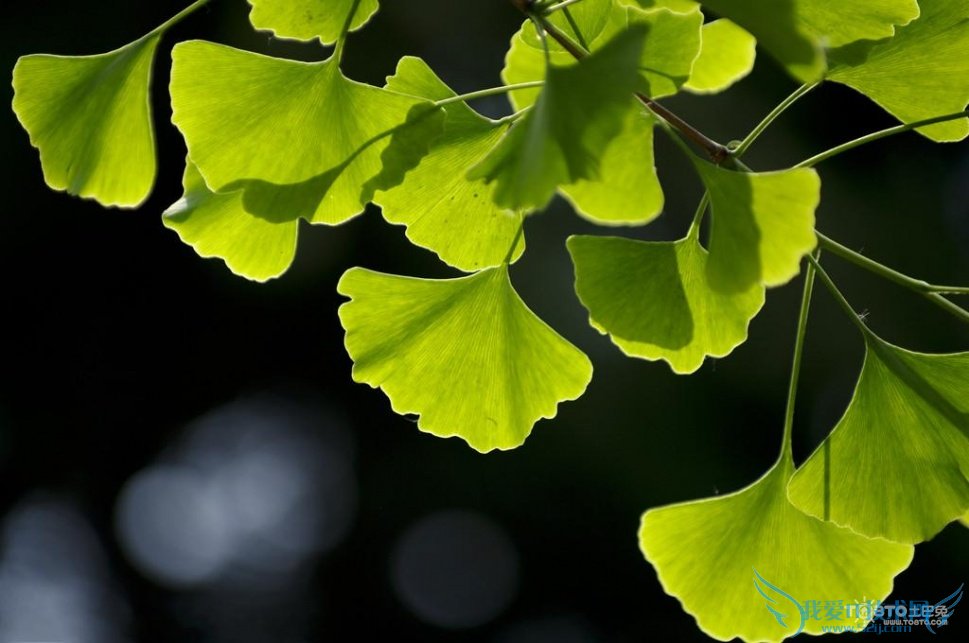 银杏叶片的副作用 银杏叶片的功效与作用