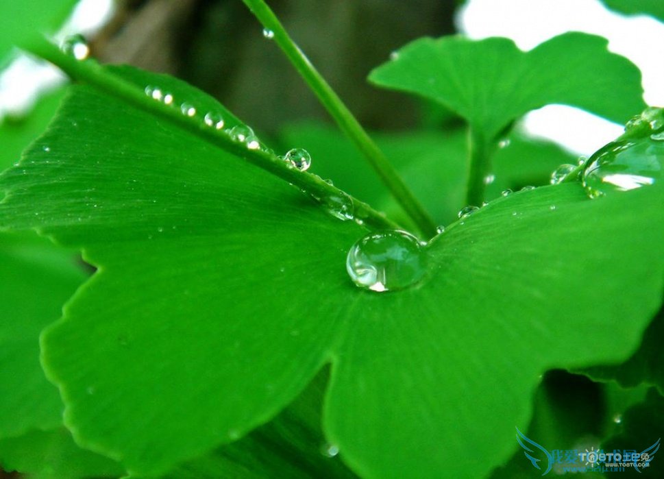 银杏叶片的副作用 银杏叶片的功效与作用