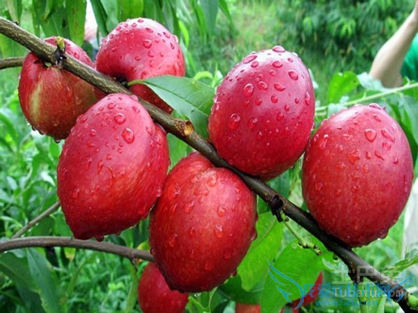 油桃图片 油桃图片