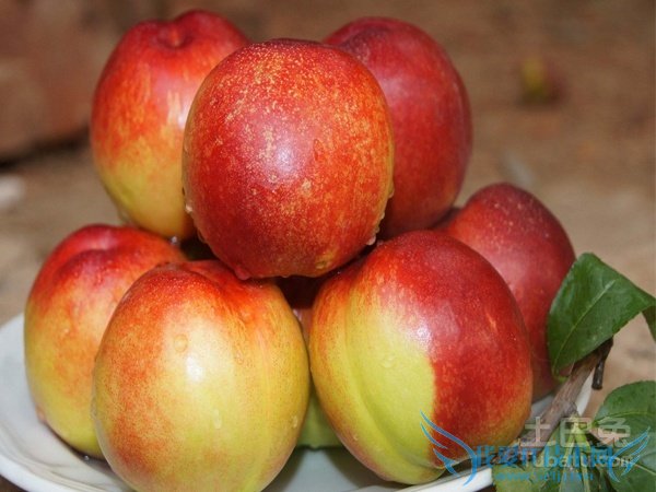 油桃图片 油桃图片