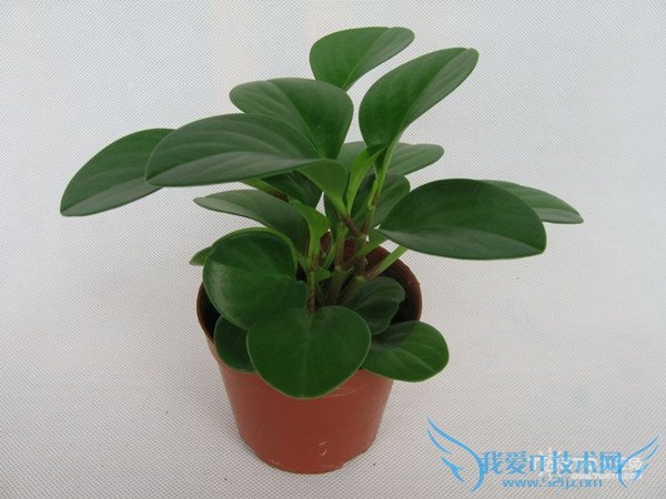 碧玉图片 碧玉图片