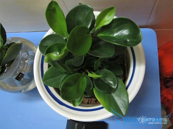 碧玉图片 碧玉图片