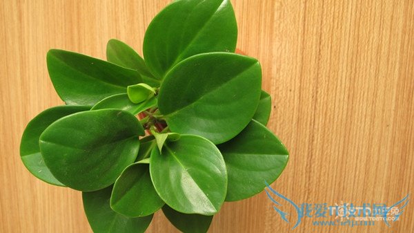 碧玉图片 碧玉图片