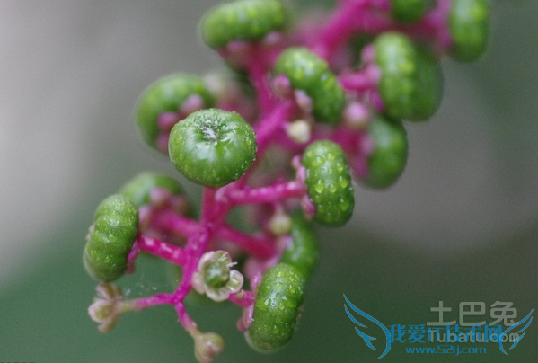 商陆的功效与作用