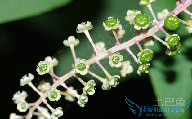 商陆的功效与作用