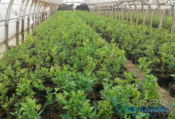 蓝莓种苗繁育