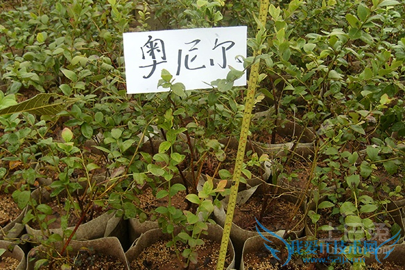 蓝莓种苗繁育