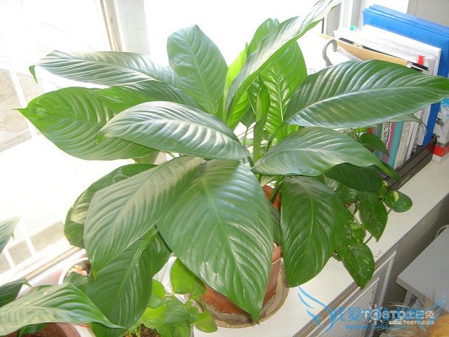 һ˳ͼƬȫ һ˳ͼƬͼϽ