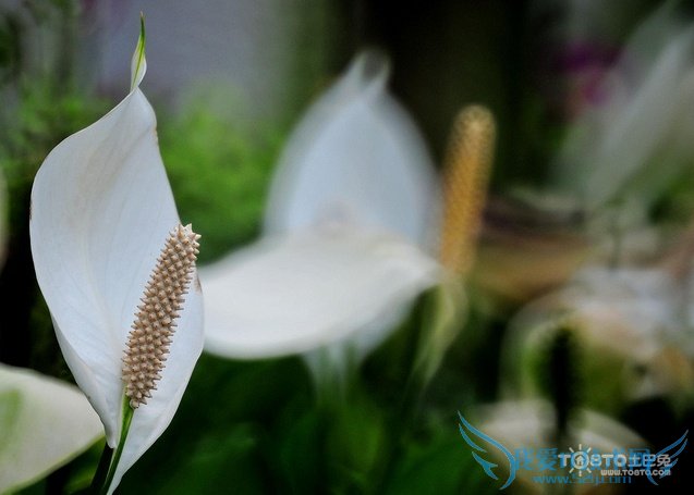 һ˳ͼƬȫ һ˳ͼƬͼϽ