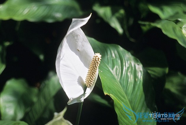 һ˳ͼƬȫ һ˳ͼƬͼϽ