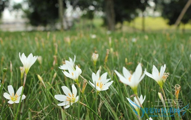 葱兰花期 葱兰花期