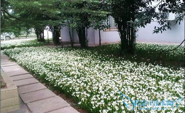 葱兰花期 葱兰花期