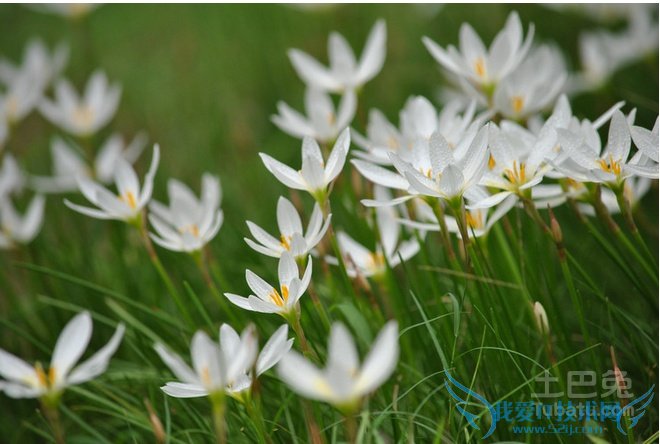 葱兰花期 葱兰花期