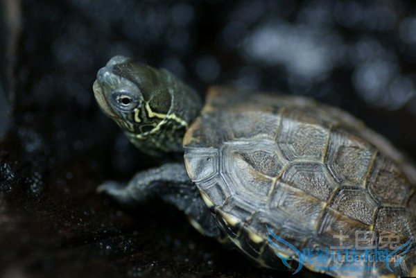 幼草龟