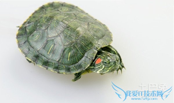 幼草龟